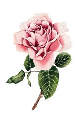 Roze roos in aquarel