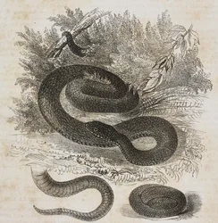 Zwarte variëteit van de gewone adder, staart en kleine adder opgerold als in de baarmoeder, lithografie door Salvatore Puglia uit Poliorama Pittoresco, nr. 27, 8 februari