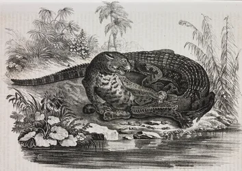 Kaaiman en jaguar, lithografie uit Poliorama Pittoresco, nr. 16, 25 november