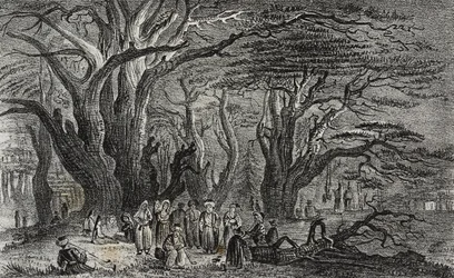 Oude ceders van Libanon in Tyrus, Libanon, uit Poliorama Pittoresco, nr. 25, 28 januari