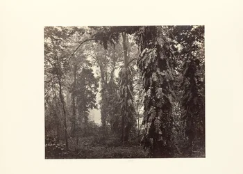 Darjeeling; Creepers in het bos onder Ging