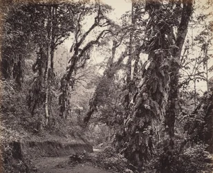 Darjeeling, boslandschap met slingerplanten, met de Tukvar-weg