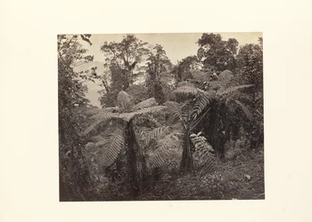 Darjeeling; Groep Varens bij Lebong