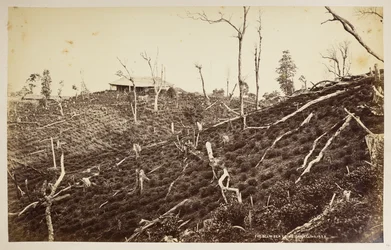 The Selim Tea Estate, Darjeeling, uit 
