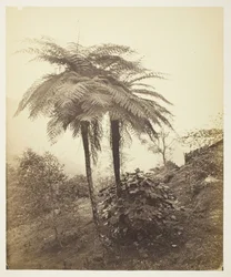 De boomvaren, prijsfoto, 1863
