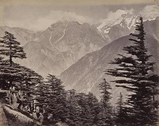 De hogere Himalaya. Gezicht nabij de China Mountains. Himalayaceders op de voorgrond