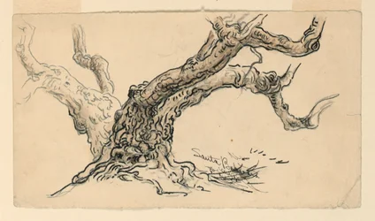 Tekening, Schetsen. Platanen, Santa Barbara, Californië, ca. 1888