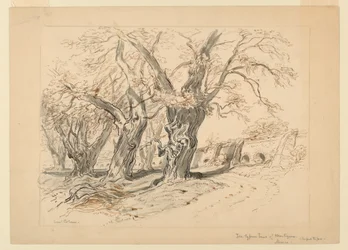 Tekening, studie voor De cipressen van Montezuma, Park van Chapultepec, Mexico