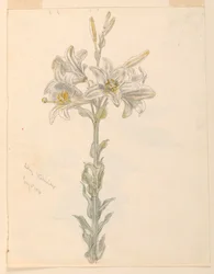 Lelie, Stockbridge