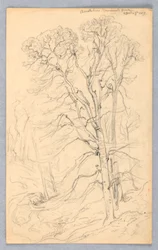Schetsen van Bomen