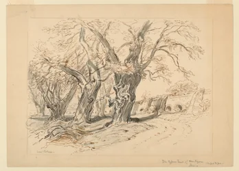 Studie voor De cipressen van Montezuma, Park van Chapultepec, Mexico