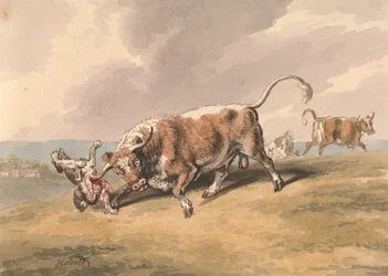 Een stier die een hond aanvalt