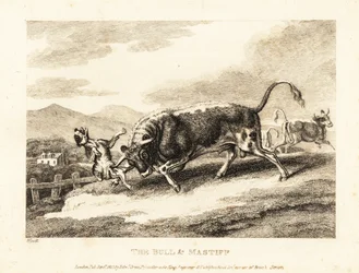 Een stier doorboort een hond tot de dood in een veld. 1811 (ets)
