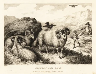 Een kauw zingt op de rug van een ram. 1811 (ets)