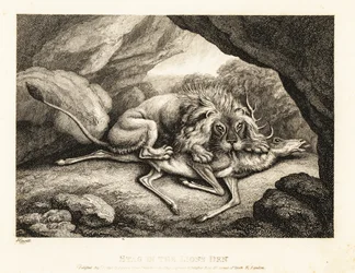 Een leeuw die het karkas van een hert in een grot eet. 1811