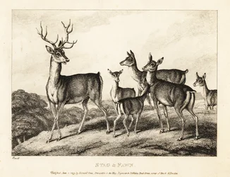 Een hert met hinden en kalveren. Hert en kalf. 1811 (ets)