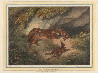 Vossenmoeder en welpen