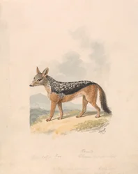 Zadeljakhals