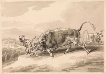 Stier die een mastiff aanvalt