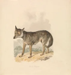 Canis Lupus, of Grijze Wolf