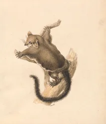 Vliegende Eekhoorn