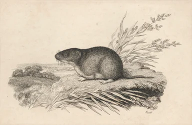 Muskusrat