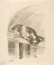 De hond en de schaduw