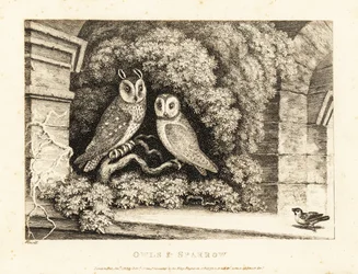 Twee uilen en een mus. 1811 (ets)