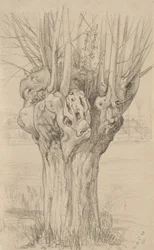 Knoestige boom, 1884