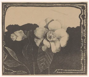 Camelia, links een bloem in knop