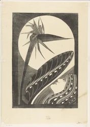 Uitgebloeide strelitzia