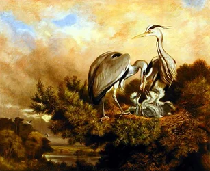 Reiger die hun jongen voedt in een dennenboom