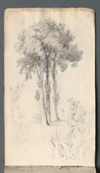 Schetsboek: Boomstudie