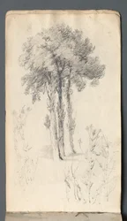 Schetsboek: Boomstudie