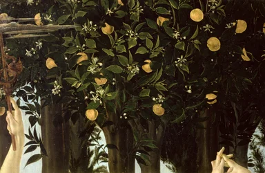 Primavera, detail van de sinaasappelboom, ca. 1478