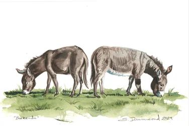 Boekensteunen, 2024 (Aquarel op papier)