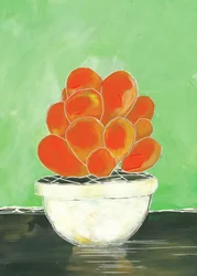 Kleurrijke vetplant in pot