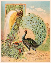 Een pauw tussen andere exotische vogels in de volière van het Barnum & Bailey Circus, uit P. T. Barnums menagerie, gepubliceerd in 1888, illustratie door Sarah J. Burke.