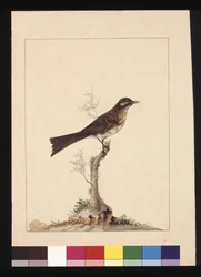 Pagina 14. Geelwangvliegenvanger. Nu bekend als een Geelwanghoningeter, c.1789-90