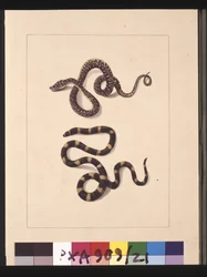 Pagina 21. Slangen nr. 1 & nr. 2. Nu bekend als een jonge diamantslang & een bandy bandy, c.1789-90
