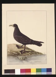 Pagina 24. Fuliginous Peteril. Nu bekend als een Witkinstormvogel