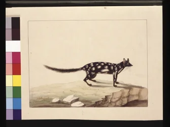 Pagina 28. Een Tapoa Tafa. Nu bekend als een Dasyurus quoll. Lijkt een kopie van Sarah Stone van een plaat van Charles Catton Junr., c.1789-90