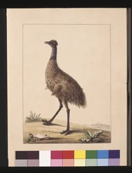 Pagina 7. Nieuw-Hollandse Kasuaris. Nu bekend als een Emu, ca. 1789-90