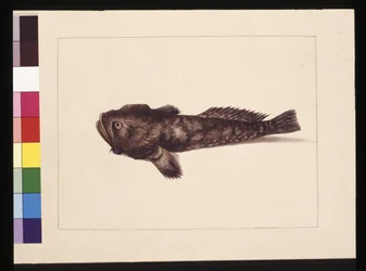 Pagina 8. Twijfelachtige Lophius. Nu bekend als een kikkervis, c.1789-90
