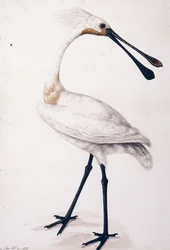 Lepelaar, 1777