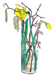 Narcissen