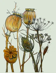 Gedroogde zaadhoofden