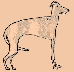 Magere hond