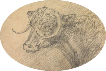 Hoofd van een Stier