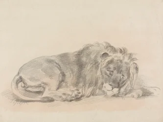 Leeuw Liggend